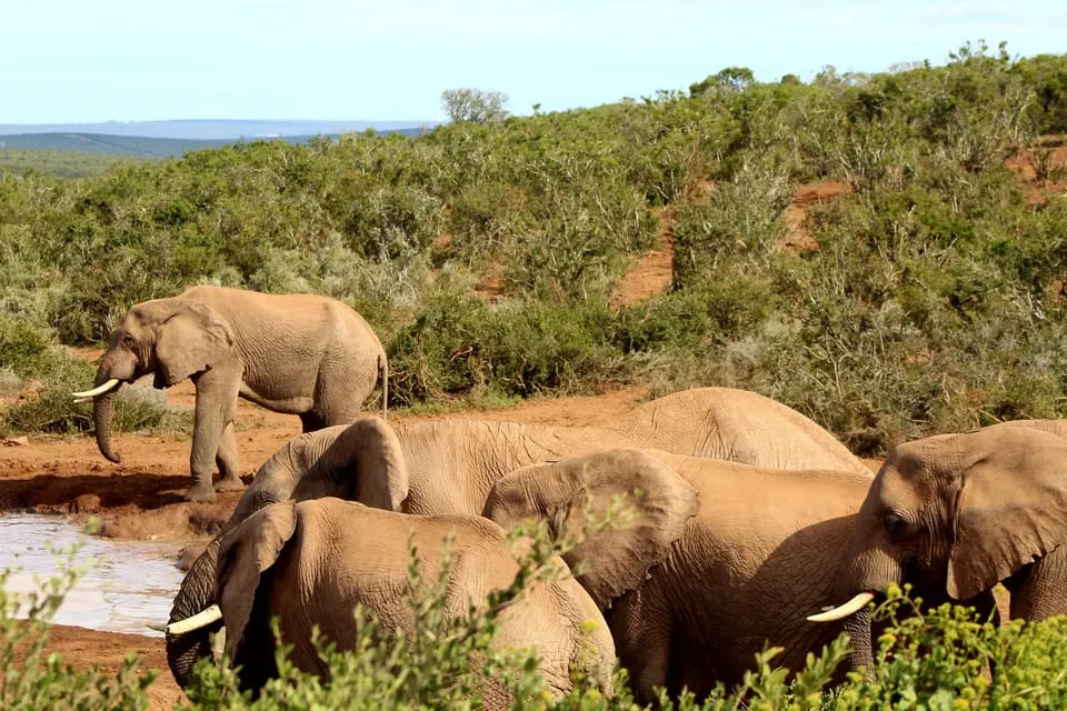 10-day walking safari Addo Elephant Park South Africa in Addo Elephant National Park