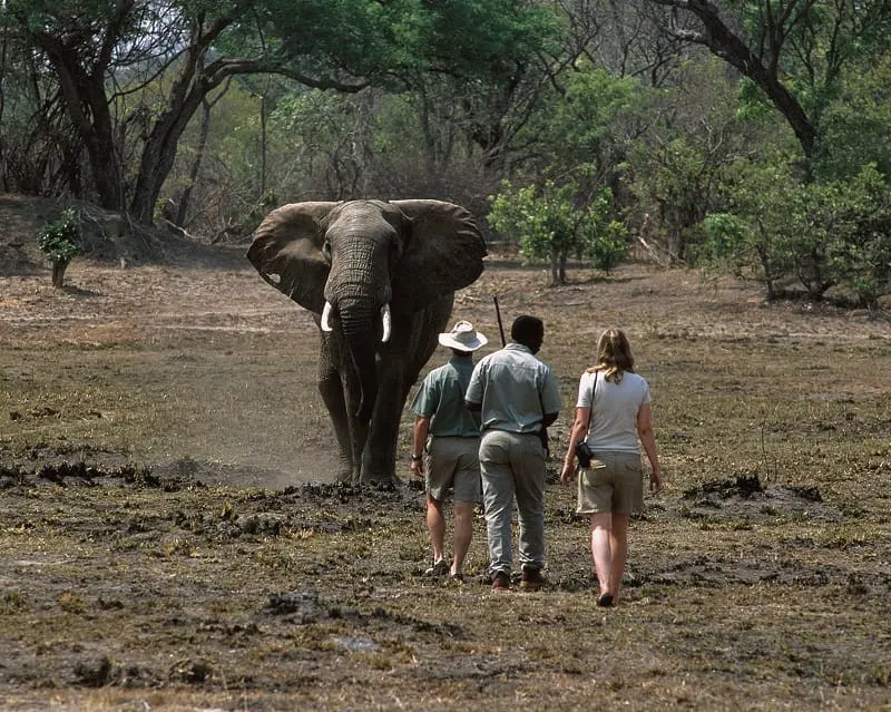10-day Mosi-oa-Tunya elephant safari in South Luangwa National Park On Zambia Safaris