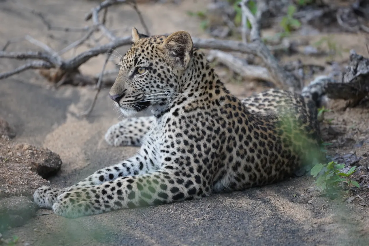 10-day Blantyre leopard safari focus across Majete Wildlife Reserve On Malawi Safari
