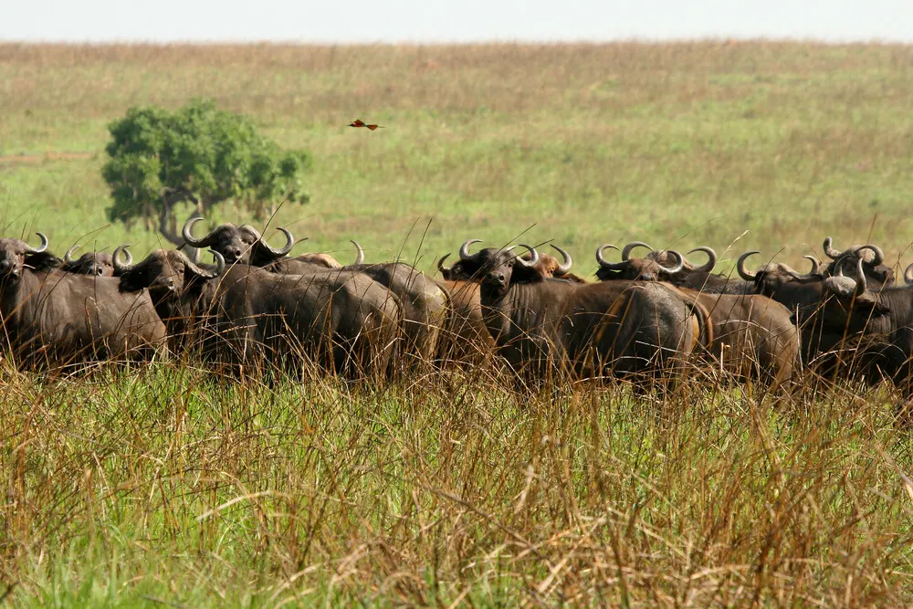 8-day DR Congo Mikeno from uk focus across  Garamba National Park On Luxury Dr Congo Safaris