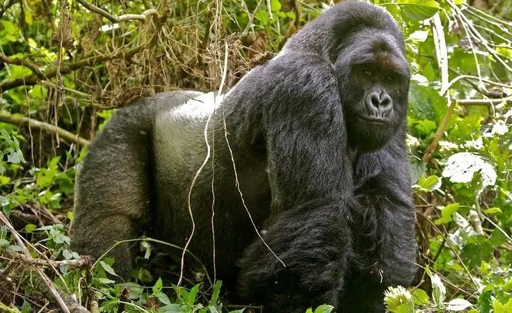 8-day Rumangabo beach and safari focus across Nyiragongo volcano zone On Dr Congo Safaris