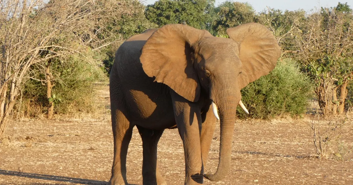9-day Kasanka mokoro safari Zambia focus across  in Victoria Falls