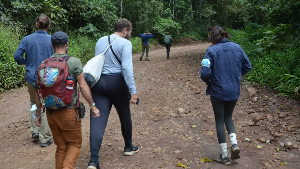 6-day walking safari Kahuzi-Biega DR Congo focus Kahuzi-Biega National Park