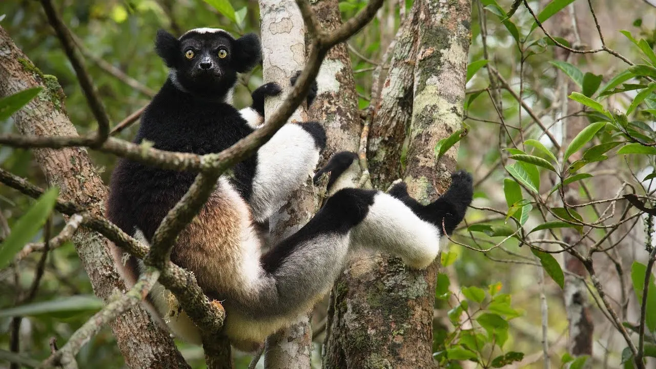 7-day Avenue of the Baobabs canoe safari On Madagascar Safaris  