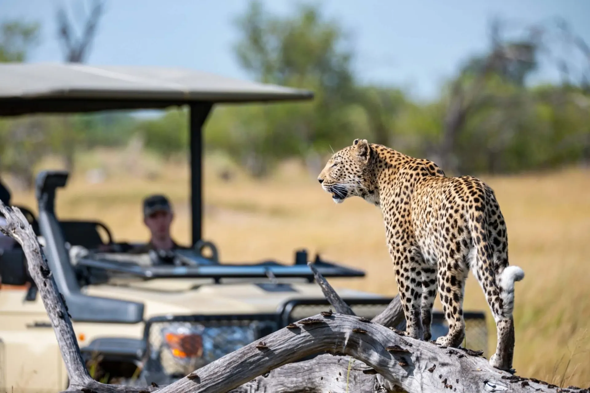 Botswana Wildlife Safari Tours safari category