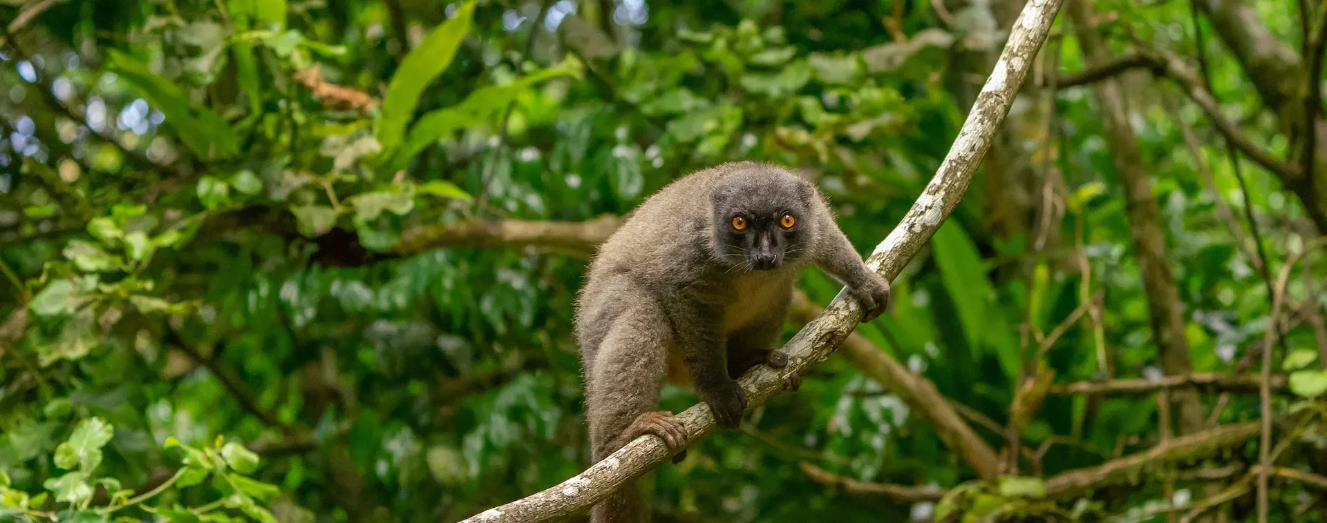 7-day Avenue of the Baobabs Madagascar Tour Safaris Andasibe-Mantadia