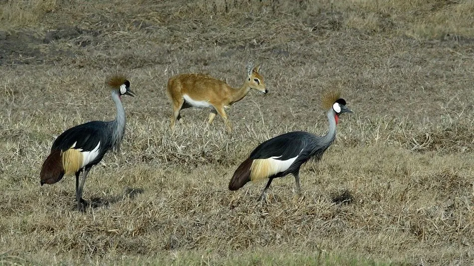 7-day Mozambique Pemba price On Best Mozambique Safari 