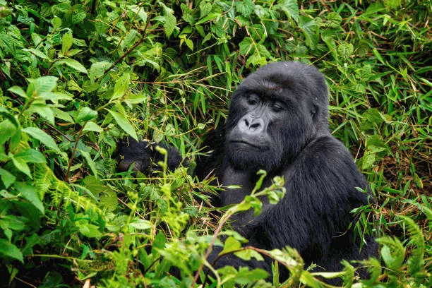 10-day rainforest safari cost Democratic Republic of Congo  in Nyiragongo volcano zone