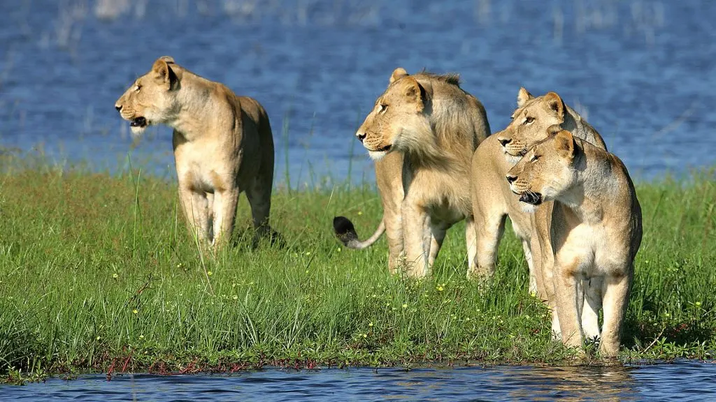 6-day Moremi Game Reserve holiday Tour Safaris in Central Kalahari On Botswana Safaris
