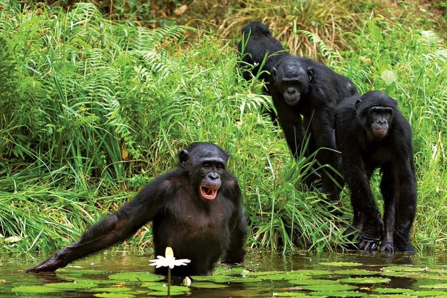 DR Congo