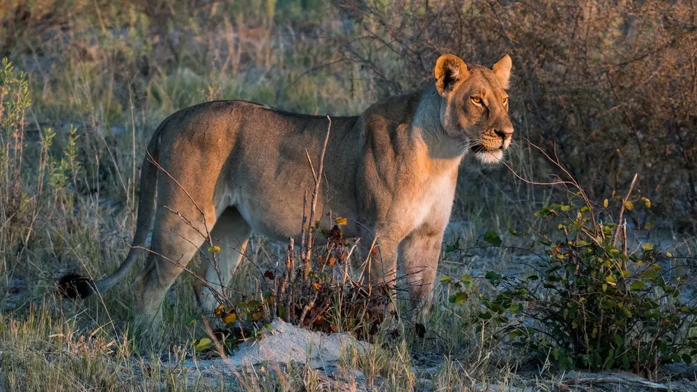 7-day Botswana Central Kalahari holidays in Makgadikgadi Pans On Botswana Tours