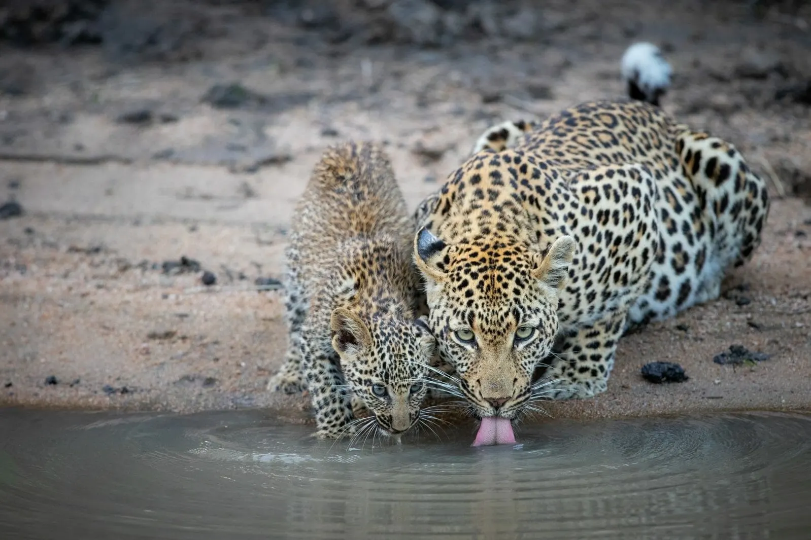 9-day Sabi Sand tours focus across  Addo Elephant National Park On Tour Safari South Africa