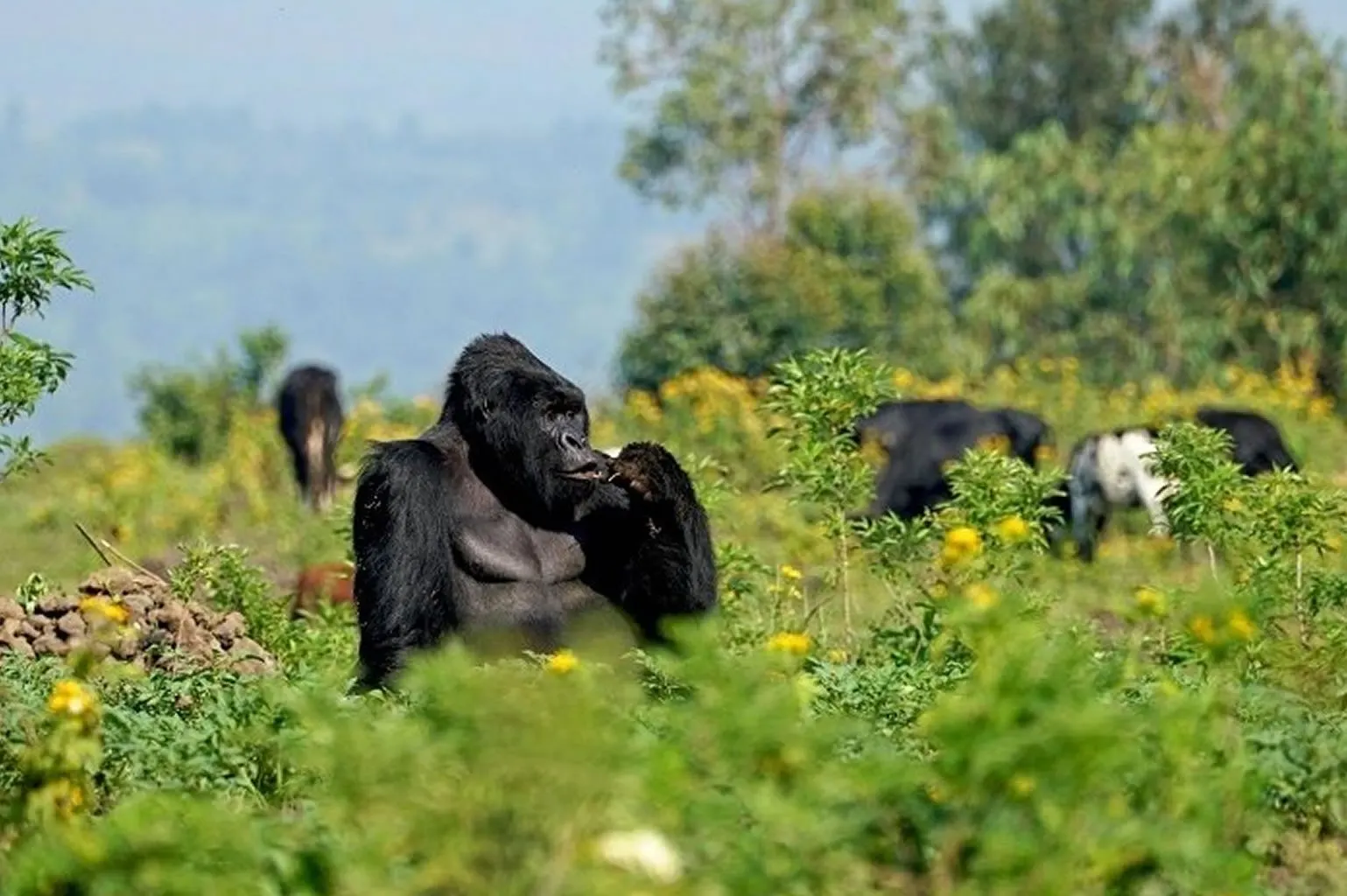 10-day  safari Kahuzi-Biega focus across Virunga National Park Dr Congo Safari