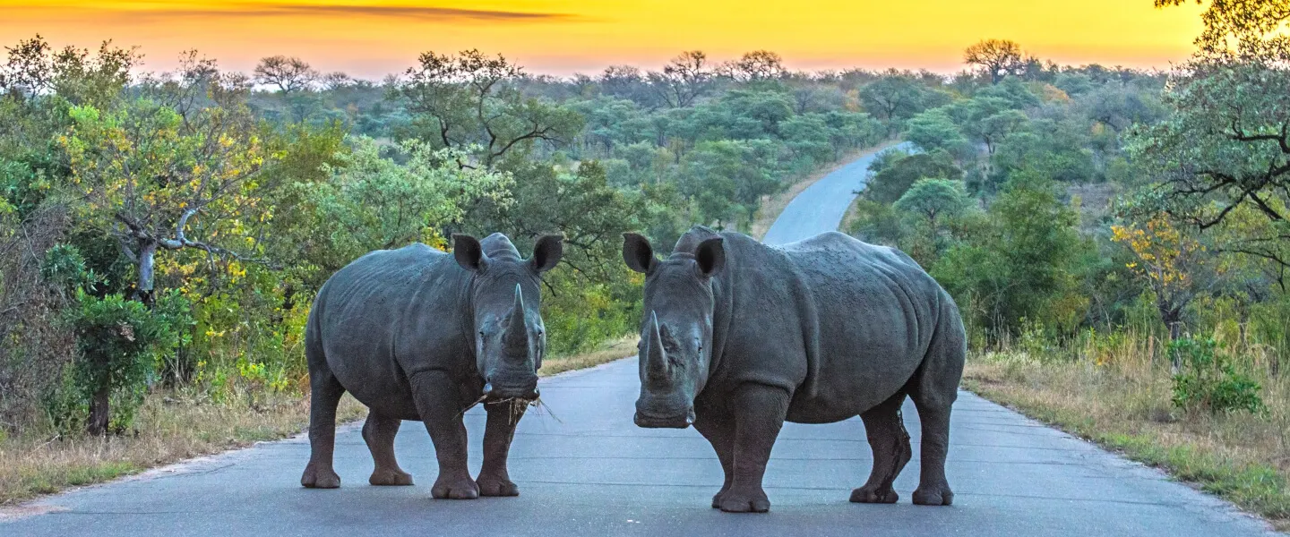 8-day South Africa Safaris in Kruger National Park itinerary focus across Pilanesberg National Park