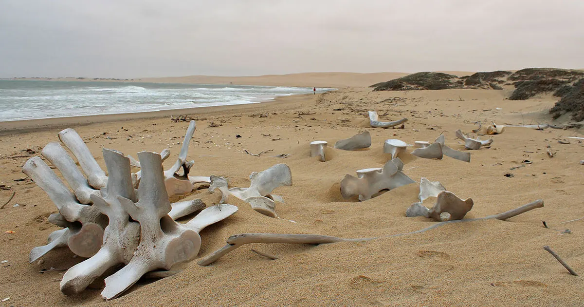 6-day Namibia Skeleton Coast itineraries focus across Namib-Naukluft Park On Best Namibia Safaris
