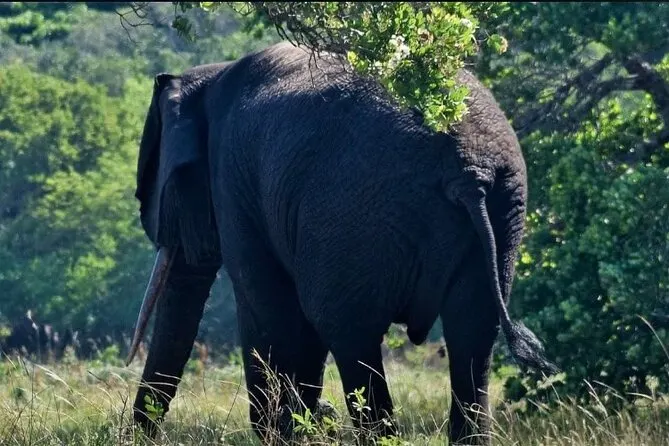 8-day Maputo Mozambique Safari focus across Gorongosa National Park