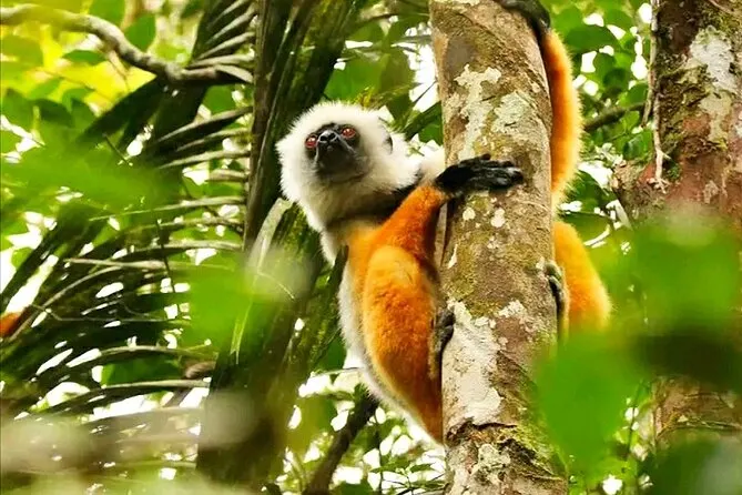 6-day Madagascar Isalo from uk focus across Madagascar Safaris in Andasibe-Mantadia