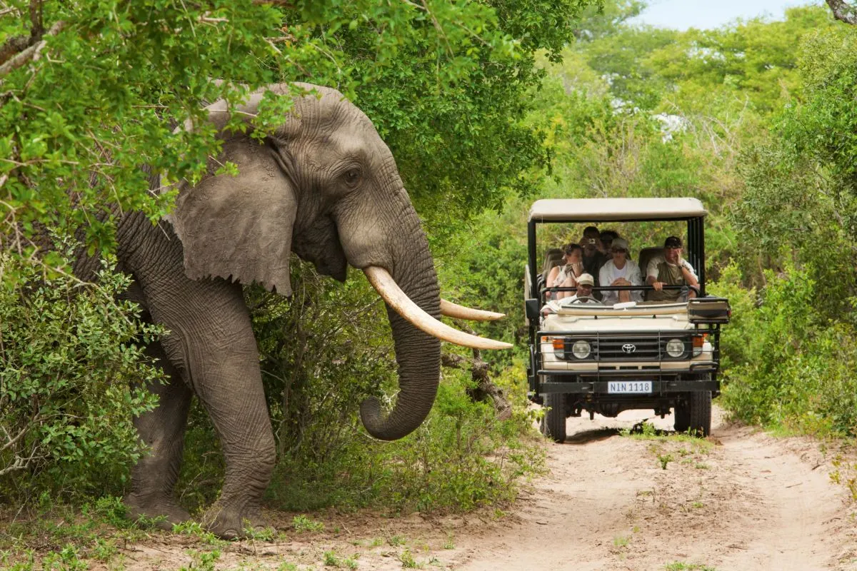 10-day South Africa Addo Elephant Park tours focus across in Kruger National Park On Luxury Safari South Africa
