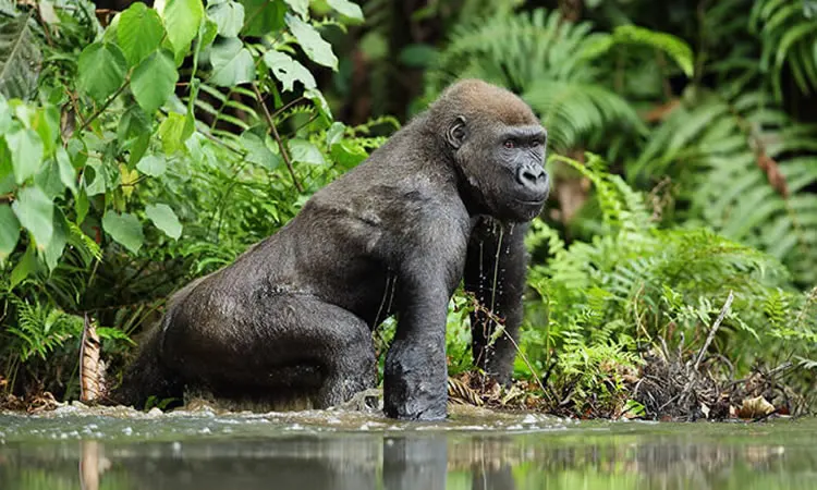 9-day safari DR Congo focus across Nyiragongo volcano zone