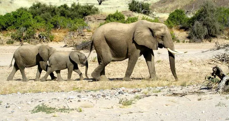 9-day elephant safari Bwabwata Namibia in Damaraland
