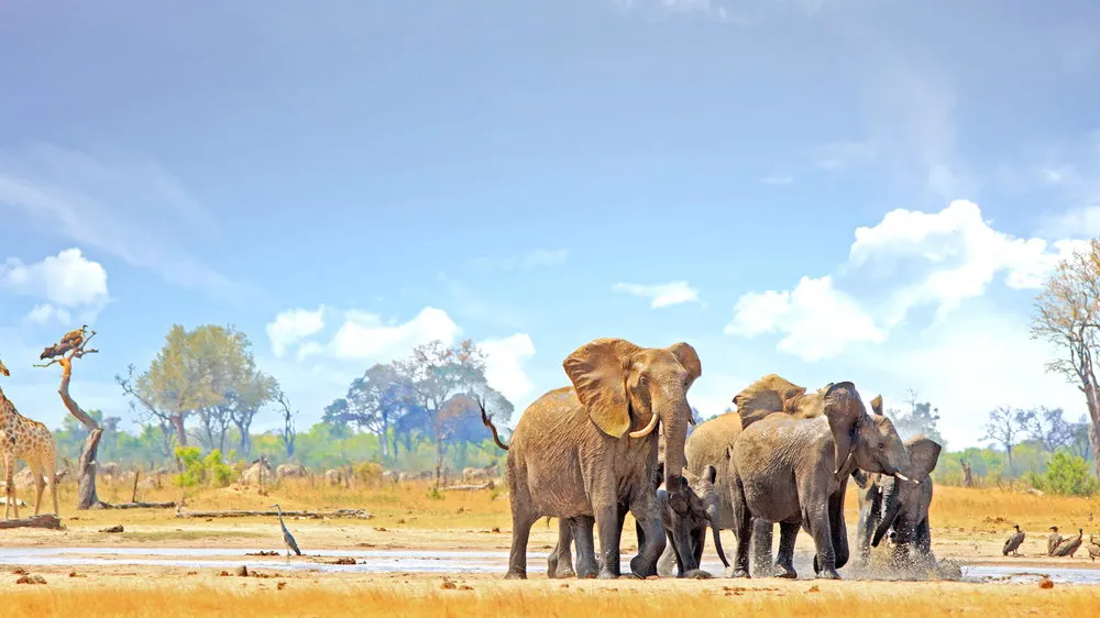 9-day Zambezi National Park night On Zimbabwe Safari Tours 