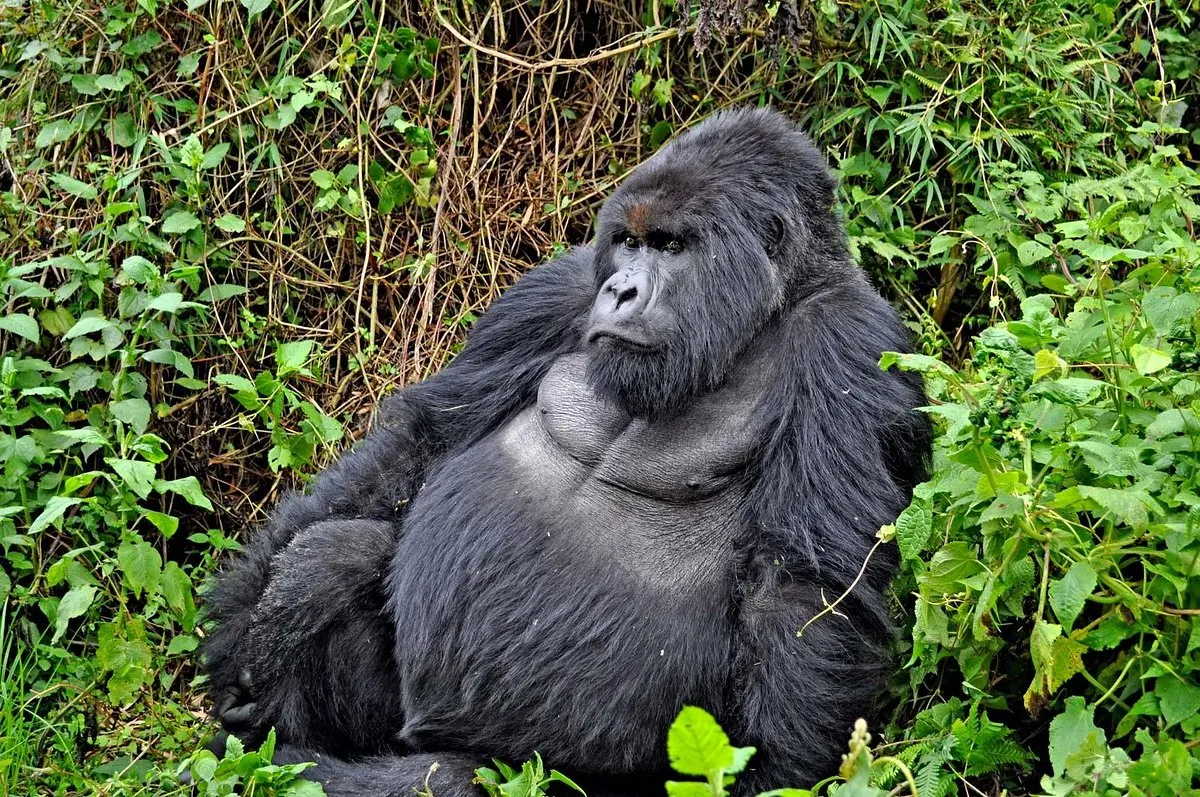 9-day  DR Congo safari focus across DR Congo Guided time in Garamba National Park