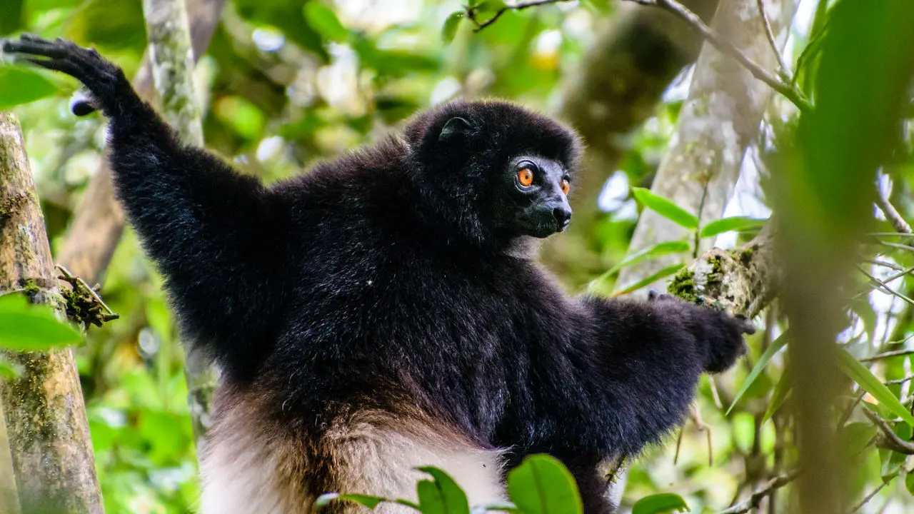 8-day Antananarivo package focus across Madagascar Guided time in Nosy Be