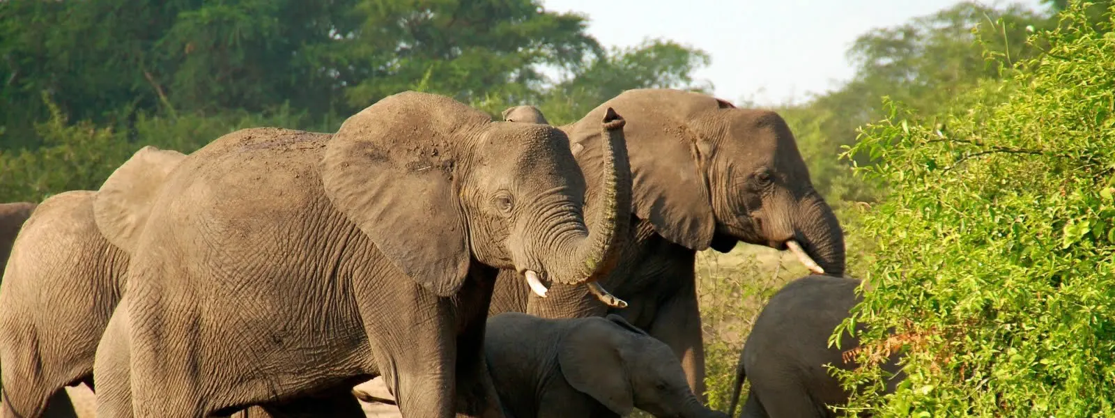 8-day safari DR Congo focus across Garamba National Park On Luxury Safari Tour Dr Congo
