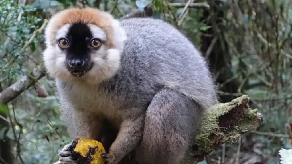 8-day Nosy Be safari focus across Ranomafana National Park