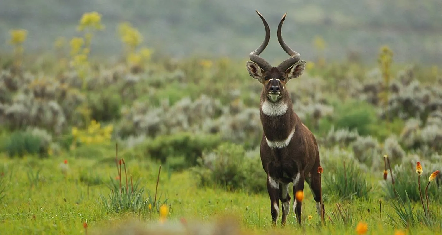 10-day  safari Harar Ethiopia focus across Ethiopia Guided time in Bale Mountains National Park