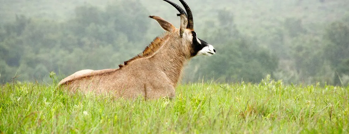 7-day Nyika Plateau from usa focus across Malawi Safari in Liwonde National Park