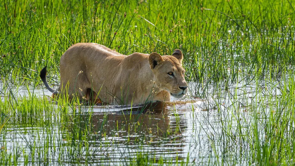 7-day big five safari Gonarezhou Zimbabwe Tour Safaris and Guided time in Matobo Hills