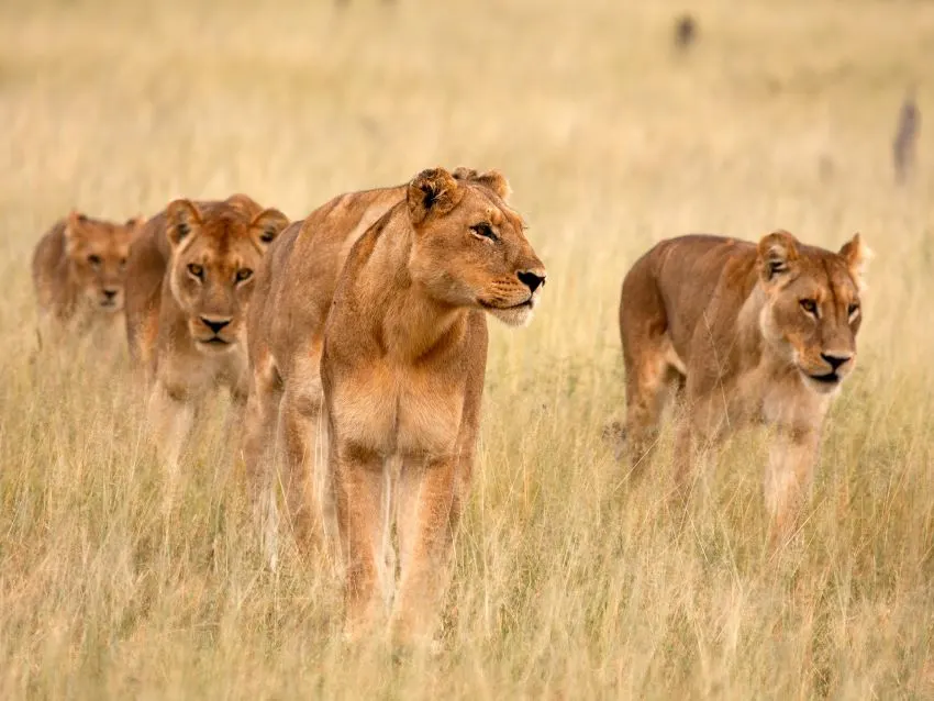 9-day Maun big five safari Moremi Game Reserve On Botswana Safaris