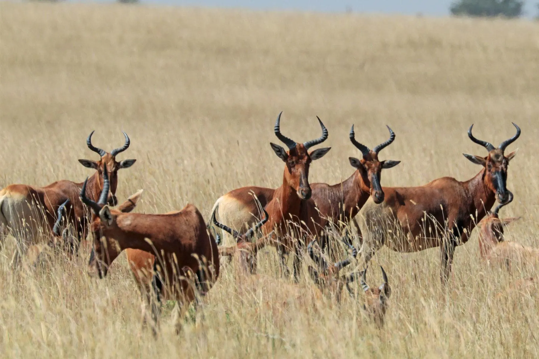 9-day Ethiopia Lake Tana tours focus across Bale Mountains National Park