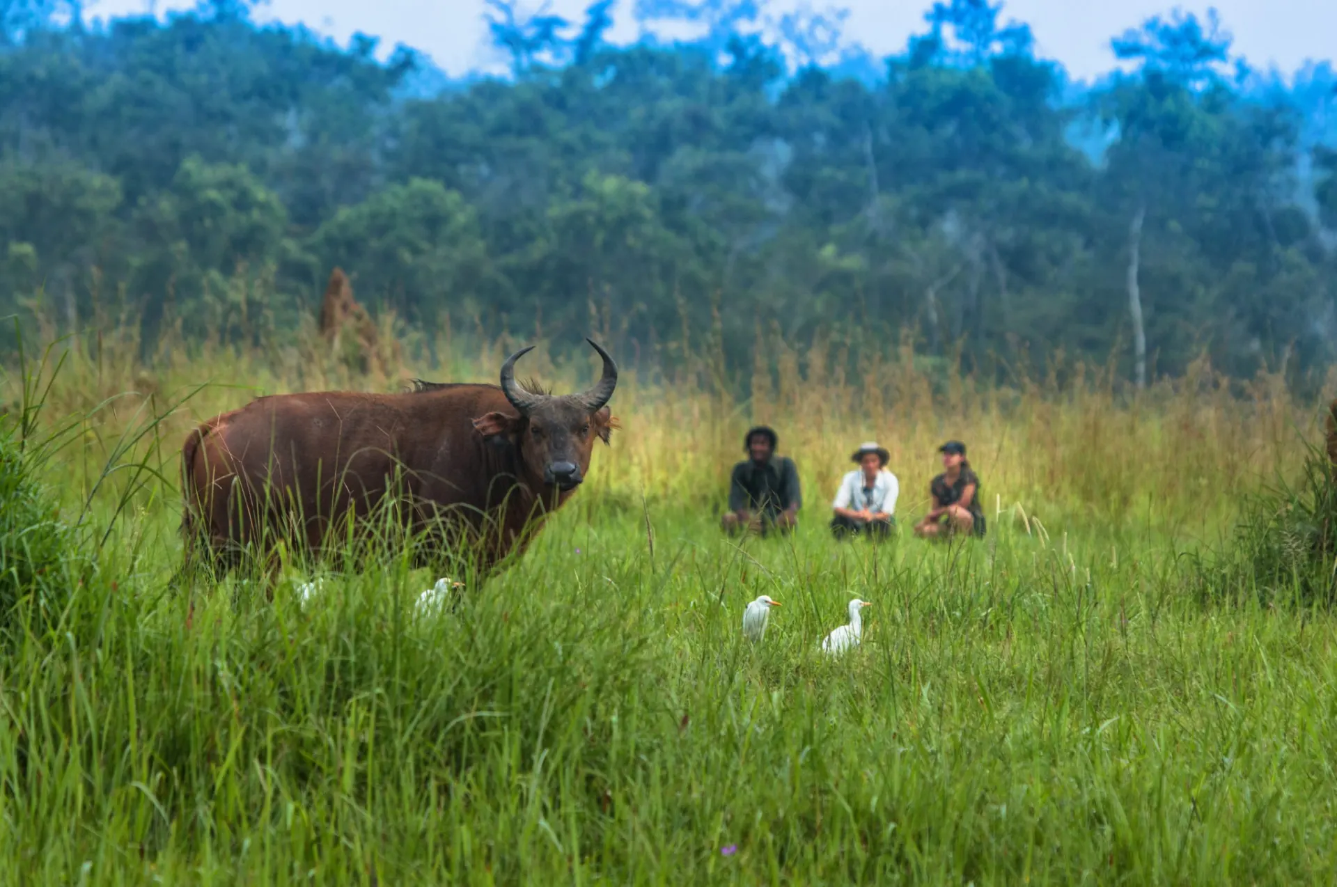 9-day  Rumangabo safari focus across Virunga National Park On Dr Congo Safari