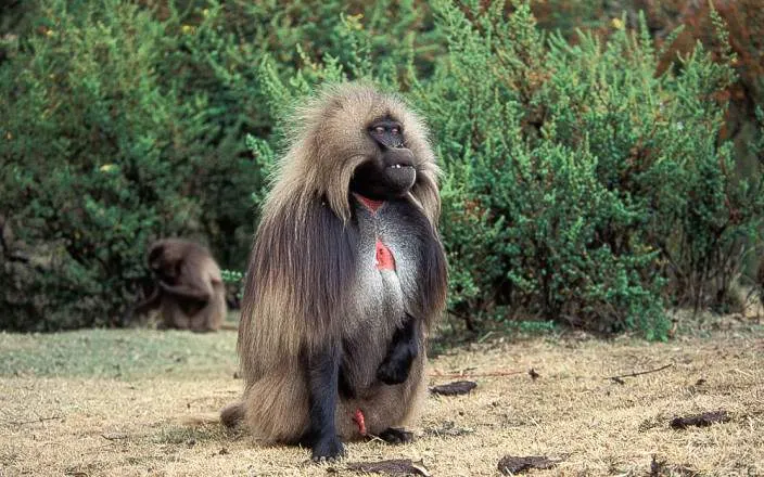 10-day Ethiopia Harar Safari trips focus across  Simien Mountains National Park