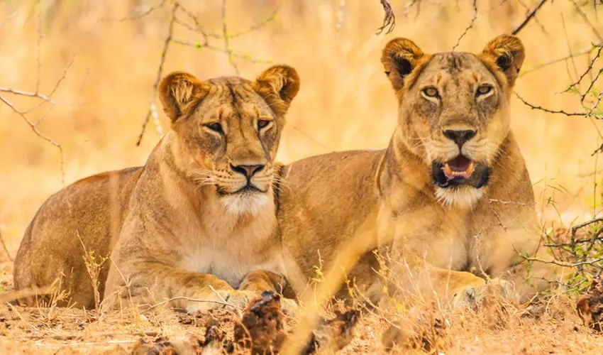 9 Day Luxury Wildlife Safari in Uganda National Parks
