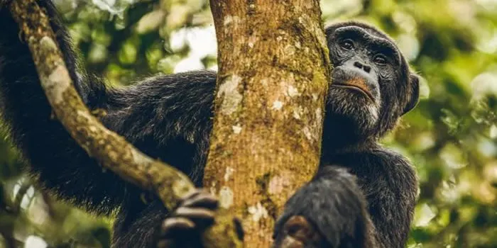 10-day volcano trek safari itinerary Democratic Republic of Congo in Garamba National Park
