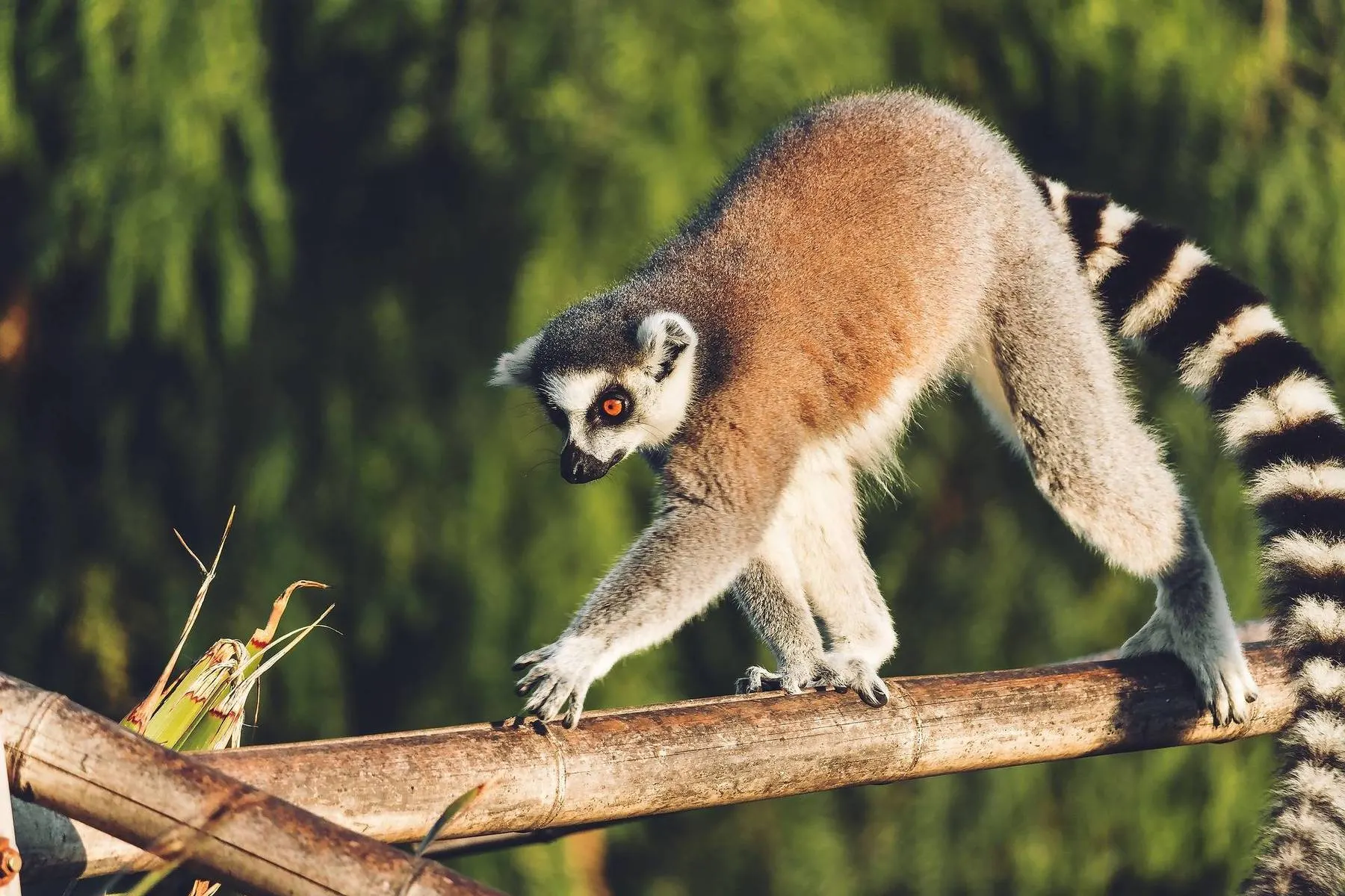 10-day Ankarana Madagascar Best Safari Tour Package  