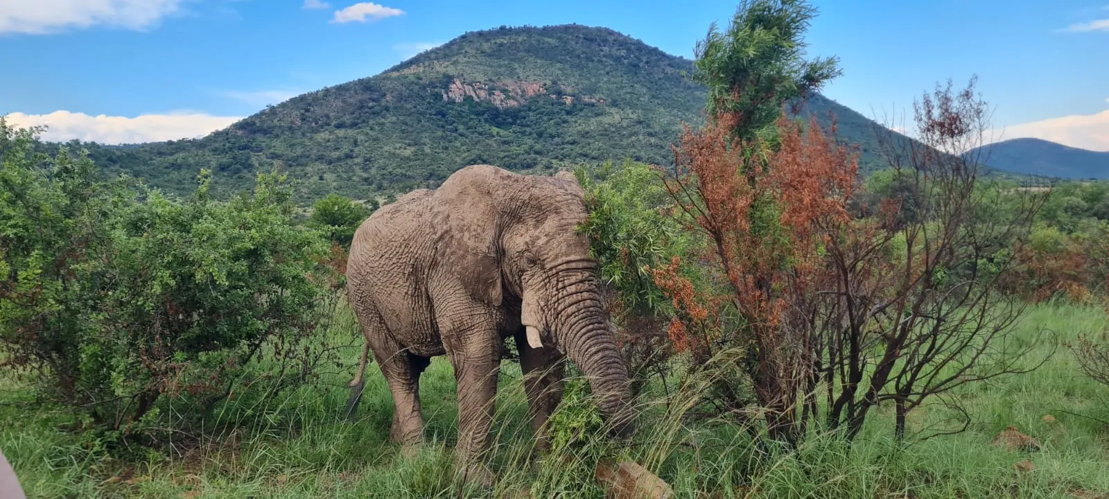 6-day Manyeleti walking safari South Africa focus across Pilanesberg National Park