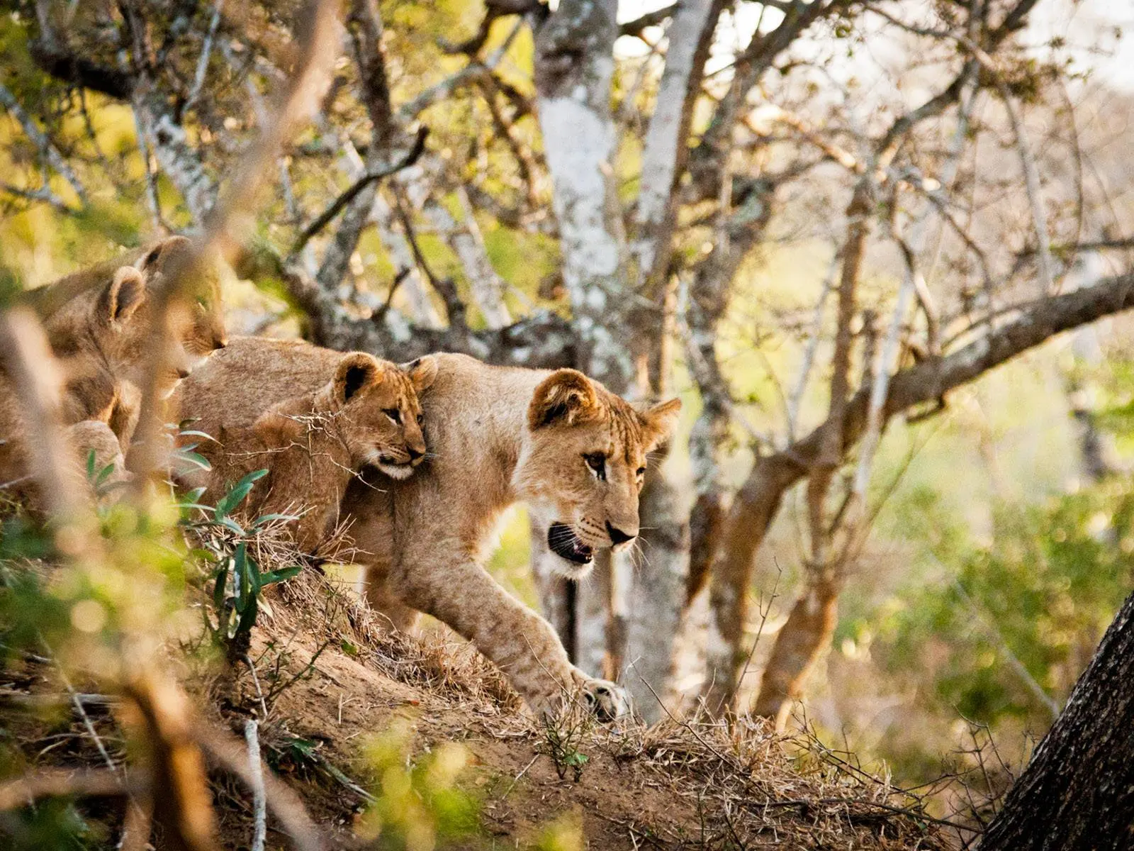 8-day fly in South Africa tour package focus across Addo Elephant National Park On South Africa Safari