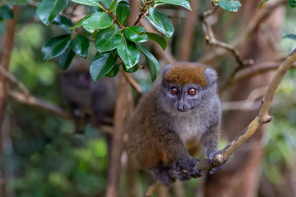 10-day Madagascar Ankarana from uk On Best Madagascar Safari Tours 
