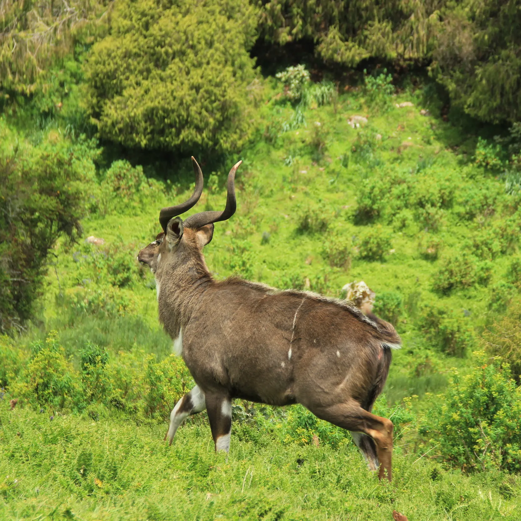 Ethiopia