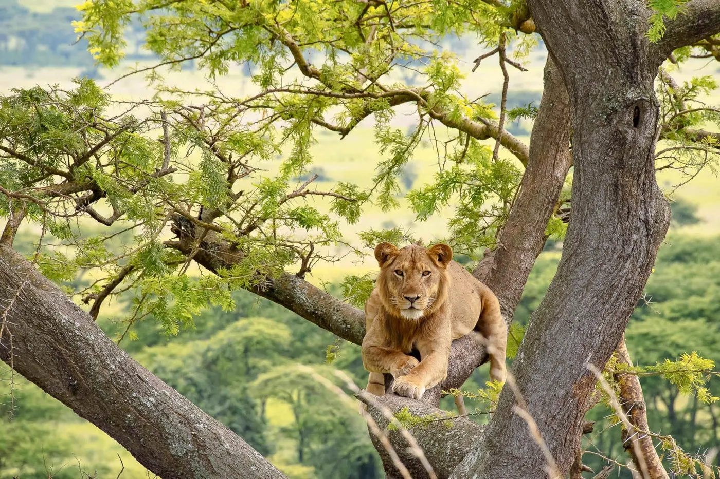 Uganda Wildlife Safaris safari category
