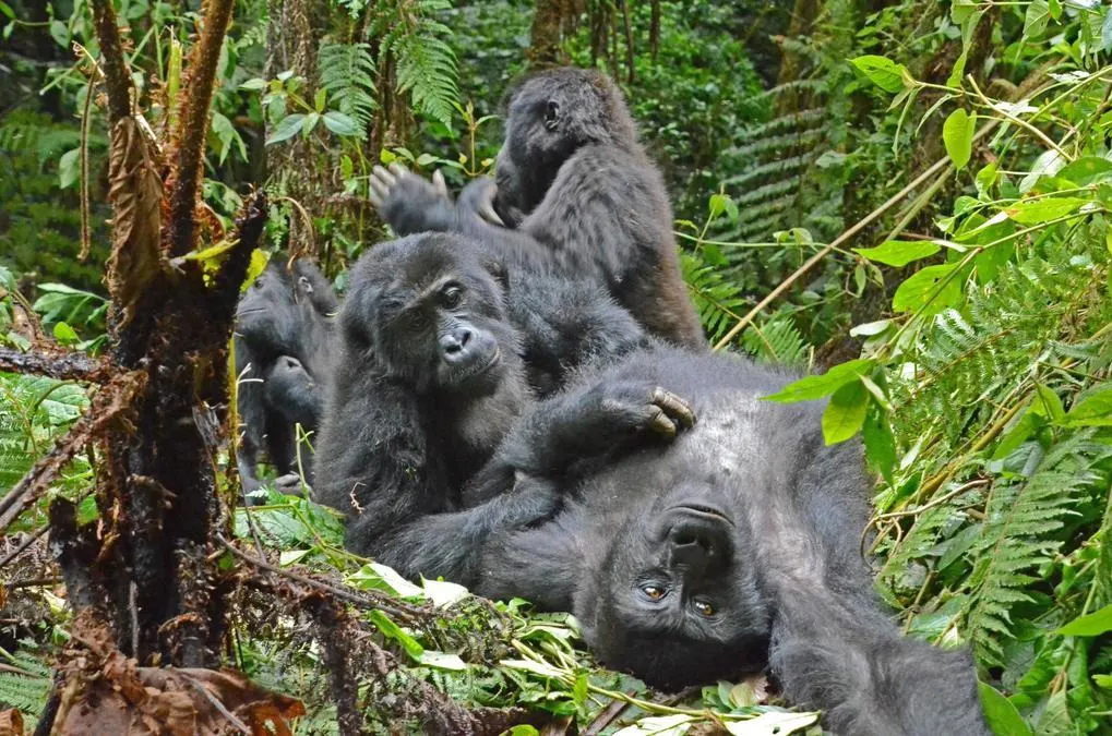 9-day safari Kahuzi-Biega focus across  Nyiragongo volcano zone On Dr Congo Safari Tour