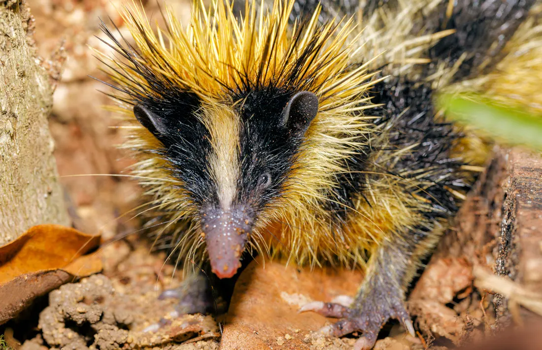 8-day Nosy Be from uk focus across Madagascar Safaris Guided time in Nosy Be