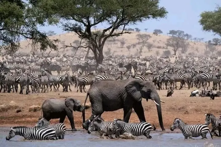 9-day Zambezi National Park safari Tours focus across Lake Kariba