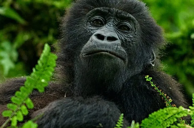 6-day DR Congo Safaris Kahuzi-Biega price focus across  Garamba National Park