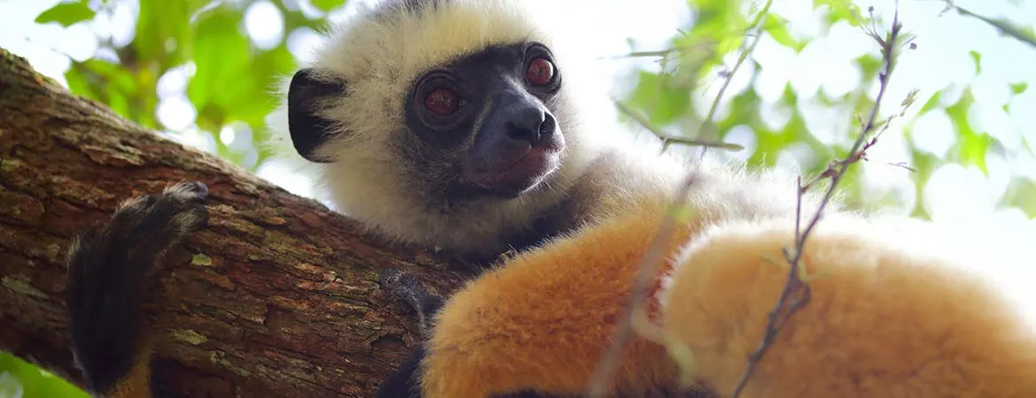 6-day Best of Isalo Madagascar Safaris focus across Isalo National Park