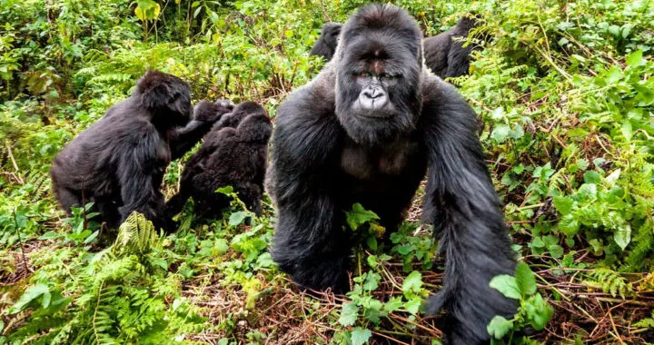8-day Mikeno gorilla trekking focus Nyiragongo volcano zone On Dr Congo Safari Tour